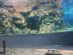 -沙沙哗啦海洋馆(华宇百花谷店)