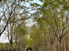 -广富林郊野公园
