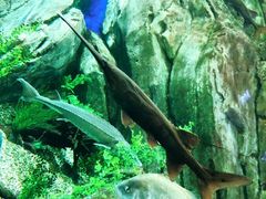 -瑞普利水族馆