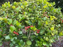 -上海市保健医疗中心