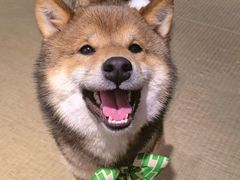-逗柴咖啡屋·狗咖猫咖宠物桌游