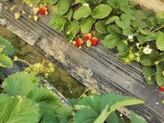 -小鱼草莓采摘园农家乐·小鱼餐厅