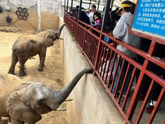 -西霞口神雕山野生动物世界