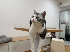-有喵·猫咖·狗咖·30几只猫10只小狗(岗厦店)