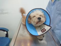 -汪喵宠物医院·骨科心脏影像·犬猫急重症ICU诊疗中心(成华分院)