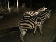 -清迈夜间动物园