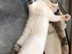 -瞄一喵猫咖(格力海岸店)