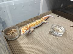 -酷以爬仙阁实体爬宠店·守宫·蜥蜴·专业繁育