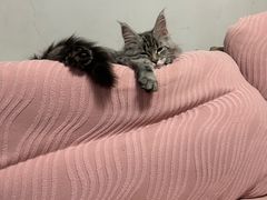 -lincat·猫舍(广州店)
