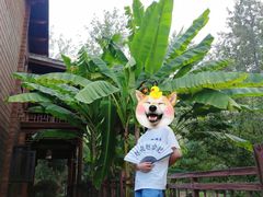 -合肥滨湖国家森林公园