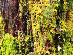 -硗碛藏寨·神木垒景区