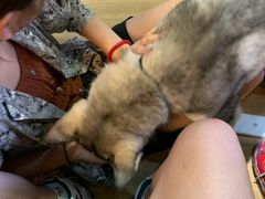 -Husky Go! 哈士奇体验馆·宠物咖啡厅狗咖