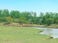 -溱湖国家湿地公园