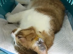 -纳吉亚猫专科动物医院博雅分院