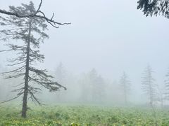 -凤凰山国家森林公园