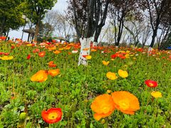 -铁山坪森林公园