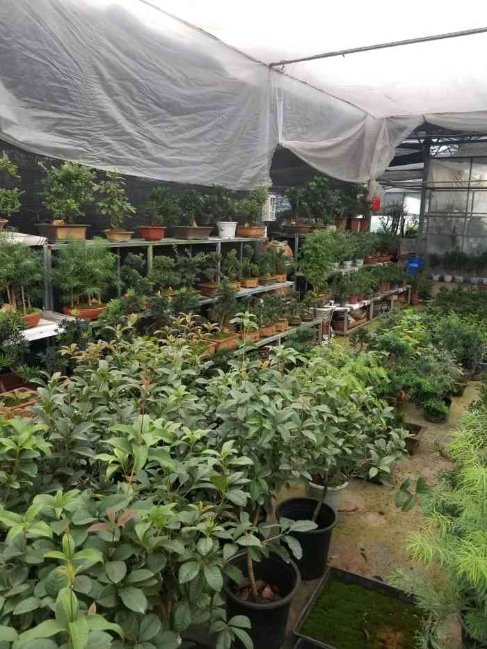 南京江宁花卉苗木批发市场-"在离家很远很远很远的地方!