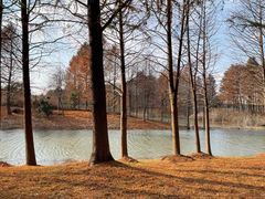 -宁波杭州湾国家湿地公园