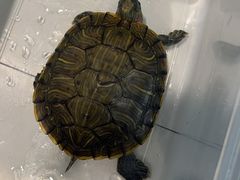 -瑞派·关忠动物医院·异宠专科·犬猫肿瘤·皮肤专科(望京店)