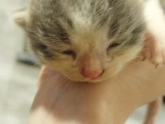 -楼上猫咖(罗湖店)
