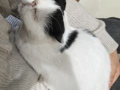 -藏猫猫咖啡主题馆(中央大道店)