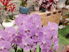-豆豆花艺(新光天地店)