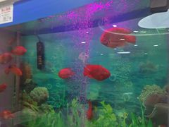 -雅悦齿科(顾村公园店)
