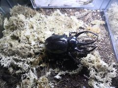 -正佳雨林生态植物园