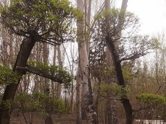 -群力丁香公园