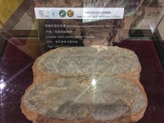 -中国西峡恐龙遗迹园