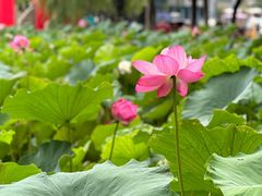 -四川大学(望江校区)