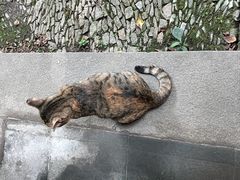 -小雅青年旅舍(平江路店)