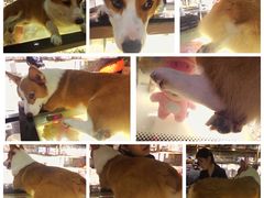 -more than meow吴止猫主题餐厅(承德 中船汇店)