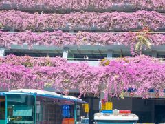 -深圳仙湖植物园-停车场