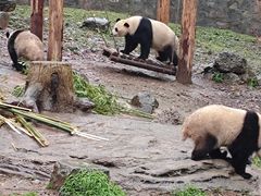 -都江堰中华大熊猫苑