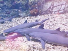 -上海海昌海洋公园