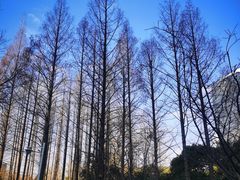 -新虹桥中心花园