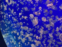 -江和美海洋公园