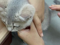 -爱侣宠医·鹦鹉专科·小型哺乳类·异宠专科(灵石路店)