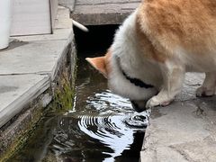 -安顺旧州古镇