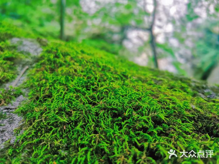 牛背梁国家森林公园图片