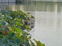 -莲花池公园