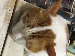 -小时光咖啡馆(开森度假森林店)