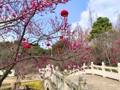 -苏州上方山国家森林公园