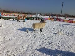 -绿野森林乐园冰雪季