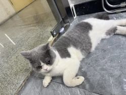 -和木形象
