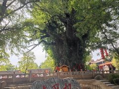 -大槐树寻根祭祖园