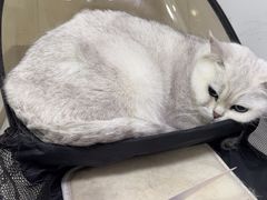 -汪喵宠物医院·骨科心脏影像·犬猫急重症ICU诊疗中心(成华分院)