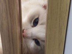 -李小姐の猫咖啡馆(五角场店)
