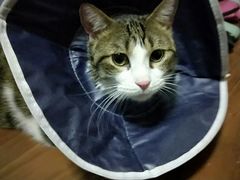 -爱侣宠医·鹦鹉专科·小型哺乳类·异宠专科(灵石路店)